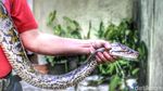 Foto: Penampakan Piton yang Gegerkan Warga Sukabumi