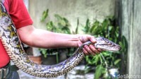 Saya cek bak penampung air di bawah, pas saya buka kelihatan ekornya. Terus saya tarik-tarik ular itu, kepalanya berbalik. Ternyata ukurannya besar, kata Rusmana. (Foto: Syahdan Alamsyah/detikcom).