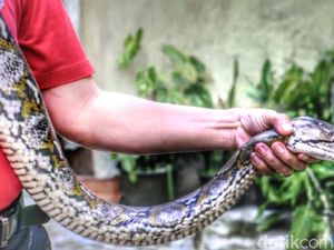 Kondisi Ular 4 Meter yang Ditemukan di Bak Air Sukabumi Stres