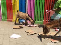 (Aji Surya/detikTravel)