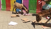 Konsekuensinya, ternak pun tidak kebagian lahan rumput. Dengan terpaksa, para kambing hidup dengan makan sisa-sisa kertas atau kardus. Kasihan... (Aji Surya/detikTravel)