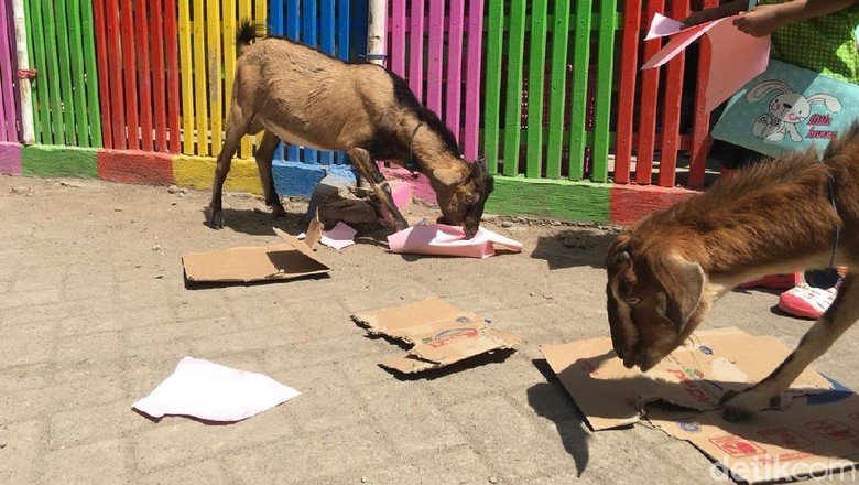 Kambing yang makan kertas dan kardus di Pulau Bungin (Aji Surya/detikTravel) Kambing yang makan kertas dan kardus di Pulau Bungin (Aji Surya/detikTravel)