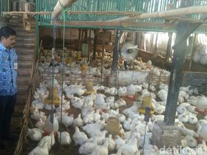 Ayam Broiler Langka di Probolinggo, Satgas Pangan Sidak Distributor