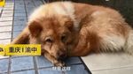 Riuh Dunia dalam Gambar: Hachiko di China, Dokter Trump Bikin Heboh