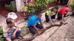 Foto: Penampakan Piton yang Gegerkan Warga Sukabumi