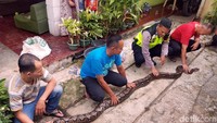 Sejumlah warga dan polisi berdatangan ke lokasi. Mereka berjibaku menangkap piton. (Foto: Syahdan Alamsyah/detikcom).