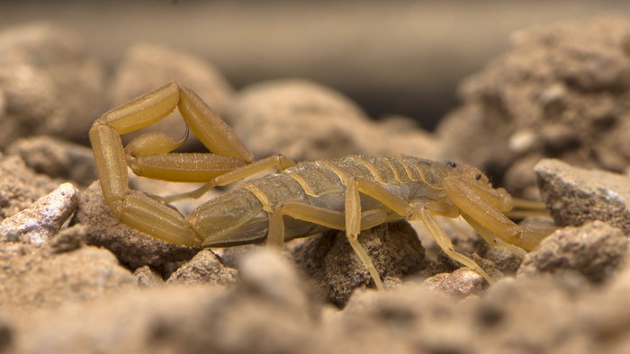 Scorpion deathstalker from the Negev desert took a defensive stance (Leiurus quinquestriatus)
