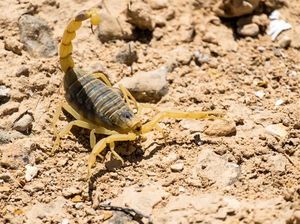5 Spesies Kalajengking Mahal yang Racunnya Dicari Peneliti