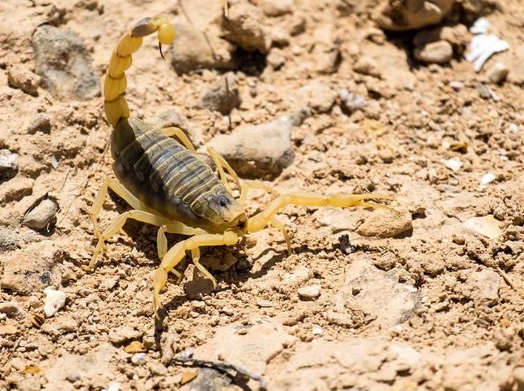5 Spesies Kalajengking Mahal yang Racunnya Dicari Peneliti