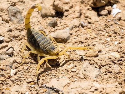 5 Spesies Kalajengking Mahal yang Racunnya Dicari Peneliti