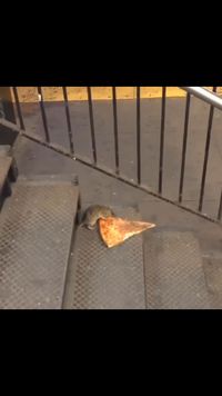 Dia Pizza Rat Tikus Yang Sedang Viral Karena Menyeret Sepotong