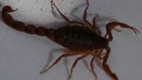 Racun kalajengking Buthus tamulus dimanfaatkan untuk obat rematik. (Foto: BMJ)
