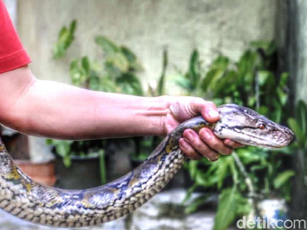 Foto: Penampakan Piton yang Gegerkan Warga Sukabumi