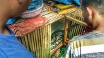 Foto: Penampakan Piton yang Gegerkan Warga Sukabumi