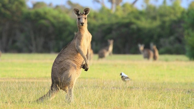 Ilustrasi Kanguru