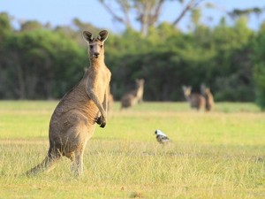 Pengumuman, Australia Perpanjang Visa Kunjungan untuk ASEAN