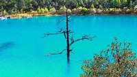 Selain air yang berwarna toska lembut, di tengah danau terdapat sebuah pohon yang tak berdaun. Hanya tinggal batang dan ranting, pohon ini berdiri tegap sendirian dan diberi nama lonely tree (ja_jaturun/Instagram)