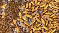 Selain tarantula goreng, masyarakat Kamboja juga gemar melahap belalang dan ulat sagu goreng. Foto: CNN