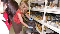 Museum Burke namanya, berada di Kota Seatlle, Washington (Burke Museum)