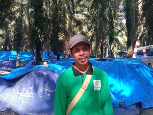 Pensiun Tanam Sawit, Petani Cabai Ini Raup Rp 20 Juta/Bulan