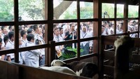 Tadi saya jelaskan Istana ini dibangun 1745 yang dulunya ditinggali oleh Gubernur Jenderal Willem Baron Van Imhoff. Saya cerita di Istana kita memiliki 460 rusa, 13 kambing, dan lain-lain.Saya jelaskan semua secara detail, kata Jokowi di Istana Kepresidenan Bogor, Jawa Barat, Kamis (3/5/2018).