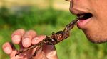 Nyamm! Tarantula Goreng yang Renyah Gurih Jadi Santapan Khas Kamboja