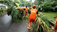 Petugas langsung memindahkan dahan pohon.