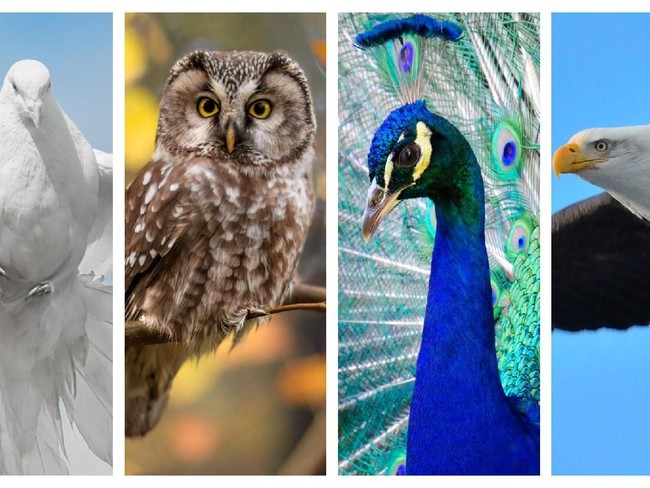 Pilih Salah Satu Burung Ini dan Kenali Kepribadian Anda!