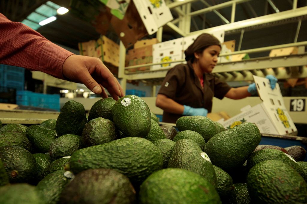 Workers pack avocados at a packaging warehouse of La Joya de los Magueyes plantation in Tancitaro, in Michoacan state, Mexico, January 28, 2017. REUTERS/Alan Ortega