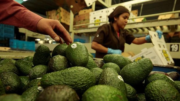 Workers pack avocados at a packaging warehouse of La Joya de los Magueyes plantation in Tancitaro, in Michoacan state, Mexico, January 28, 2017. REUTERS/Alan Ortega