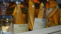 Ikan dikumpulkan dari suluruh perairan dunia dan diawetkan (Burke Museum)