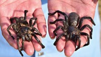 Di Kamboja, tepatnya di Kampong Cham, tarantula goreng umum dikonsumsi. Laba-laba besar dengan tubuh penuh bulu ini dinikmati sebagai camilan. Foto: CNN