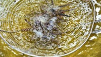 Sebelum digoreng, tarantula direndam dalam bumbu gula, garam, kaldu ayam dan air. Menggorengnya tak perlu lama-lama, hanya 45 detik saja. Foto: CNN