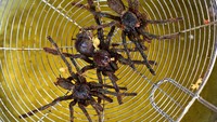 Begini nih penampakan tarantula yang baru saja selesai digoreng. Kamu tertarik mencicipnya nggak? Foto: CNN