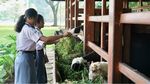 Saat Jokowi Kenalkan Kambing hingga Rusa ke Anak SMA di Bogor