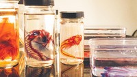 Ikan-ikan dengan jumlah jutaan ini beragam bentuk. Ada bentuk fisiknya lebar seperti sendal jepit, kurus seperti lidi, beragam warna dan corak pada sisiknya, beragam bentuk moncong dan giginya dan masih banyak lagi (Burke Museum)
