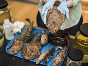 Seperti Ini Museum Ikan Terbesar di Dunia