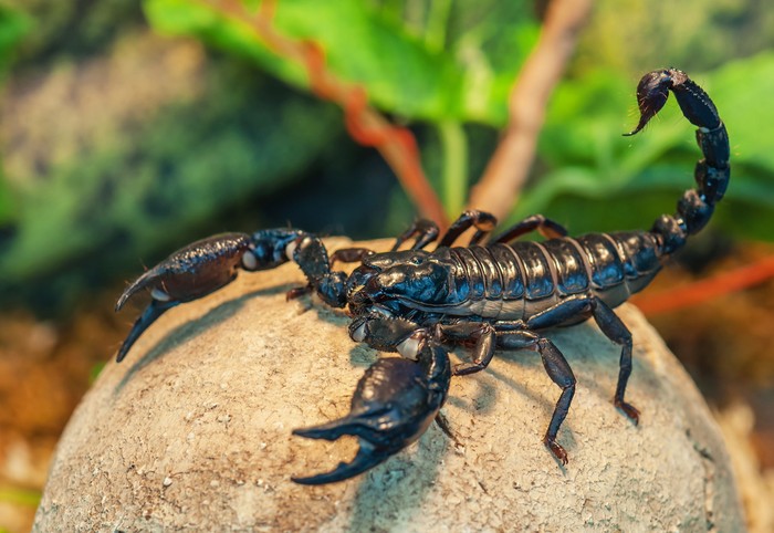 live black scorpion (Emperor Scorpion)