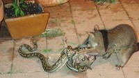Anak posum tak berdaya dalam cengkeraman ular piton. Induk possum pun datang