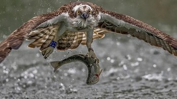 Karya Rjb8267. Camera: Canon EOS-1D Mark IV, Aperture: 28/10, ISO: 640, Shutter Speed: 1/1600, Focal Length: 300/1. Foto: Viewbug 