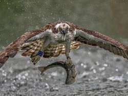 Deretan Foto Hewan yang Membuat Mata Terperangah