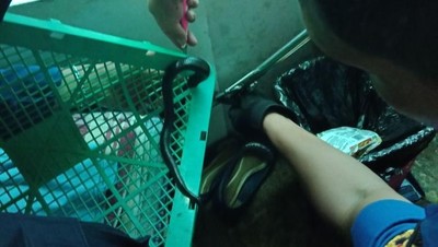 Bikin Kaget! Ini Penampakan Kobra yang Muncul di Dapur Warga Ciracas