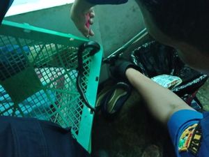 Bikin Kaget! Ini Penampakan Kobra yang Muncul di Dapur Warga Ciracas