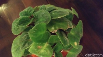 Memotret mikro. Foto: Adi Fida Rahman/detikINET