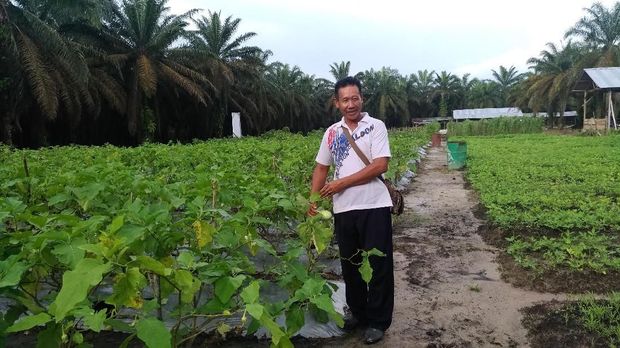 Petani Sawit di Jambi Belajar Tanam Jahe hingga Ternak Domba