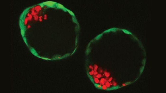 Embrio bisa diciptakan, masih perlukah ada sperma dan sel telur? (Foto: BBC) Embrio bisa diciptakan, masih perlukah ada sperma dan sel telur? (Foto: BBC)