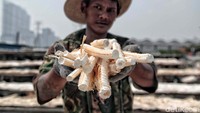 Seorang nelayan menunjukan tulang ikan cucut yang tengah dijemur, Jumat (4/5).