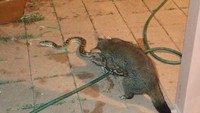 Posum adalah hewan marsupial asli Australia. Williams melihat perkelahian ini di halaman rumahnya dan langsung mengambil kamera.