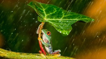 Karya Kutubuddin. Camera: SONY SLT-A58, Aperture: f/5.6, ISO: 100, Shutter Speed: 1/160, Focal Length: 1000/10. Foto: Viewbug