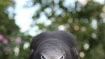 Karya StephanieManuel. Camera: Canon EOS 600D Aperture: f/4.0, ISO: 500, Shutter Speed: 1/320, Focal Length: 25/1. Foto: Viewbug 